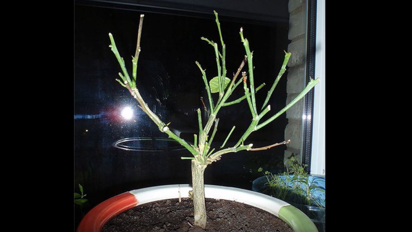 Лимон сбрасывает листья смотреть онлайн