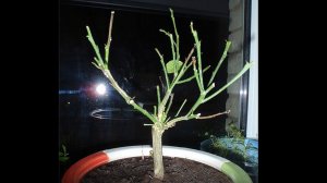 Лимон сбрасывает листья