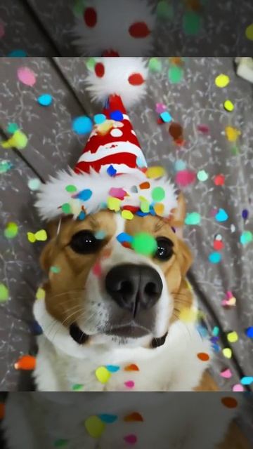 новогодняя собачка 🐕