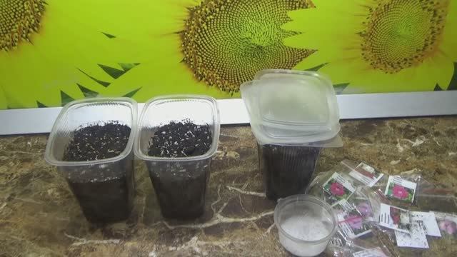 Я не поверила своим глазам! Семена взошли сразу через несколько часов! Посмотрите! смотреть онлайн