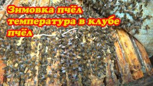 ЗИМОВКА ПЧЁЛ В ЗИМОВНИКАХ В КОНЦЕ ДЕКАБРЯ, ТЕМПЕРАТУРА В КЛУБЕ