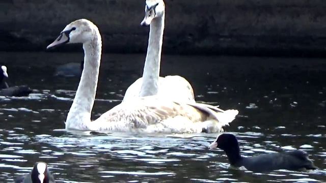 Лебеди,утки Кальмиус . смотреть онлайн