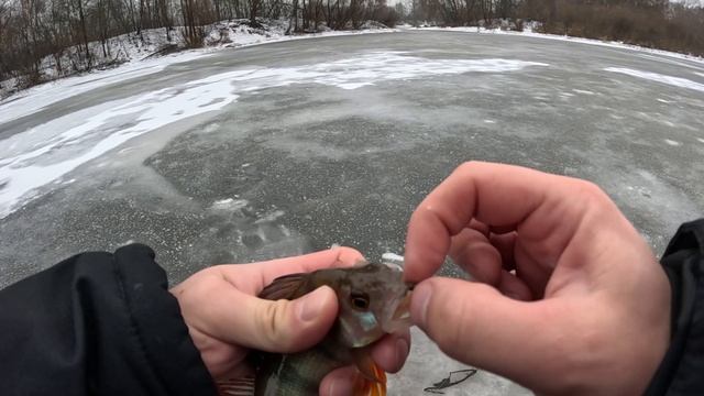 ОКУНЬ ЗИМОЙ на безмотылку РЫБАЛКА ПО ПЕРВОМУ ЛЬДУ в декабре 2025 смотреть онлайн