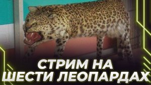 ДЕНЬ ДОНАТОВ. Корбена накормили, рассказал про самые большие суммы. Игра лагает