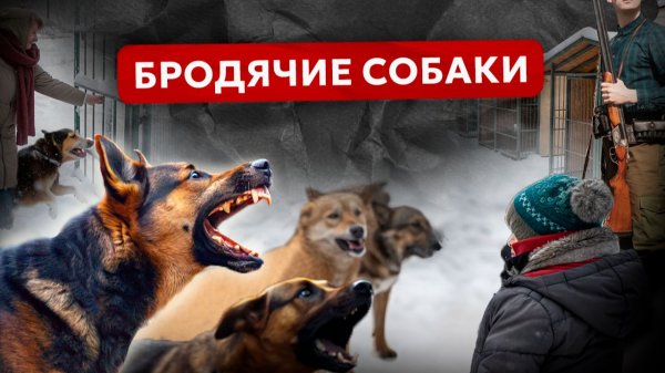 Бродячие собаки держат в страхе города. Укусы и несчастные случаи. Что исправит ситуацию?