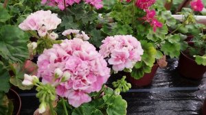 Как добиться шикарного цветения у пеларгонии - советы блогеров и моё мнение.