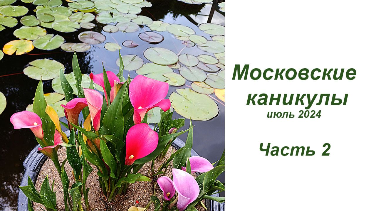 Московские каникулы, лето 2024. Часть 2 - Аптекарский огород и мои крассулы смотреть онлайн