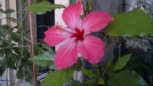 ГИБИСКУС ВАРИЕГАТНЫЙ ИЛИ КИТАЙСКАЯ РОЗА, КАК ЗА НИМ УХАЖИВАТЬ.