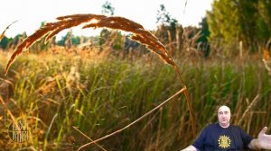 Законотворчество и самокаты.