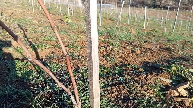 Обрезка технических сортов винограда. молодой виноградник смотреть онлайн