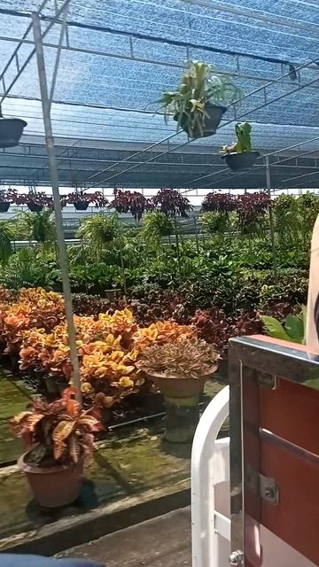 600 акров зелени — и ни одного крика Nong Nooch на электрокаре: тропики, сады и тишина смотреть онлайн