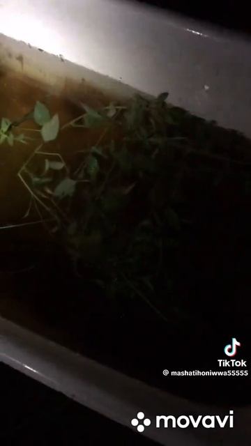 паронормалное 2 смотреть онлайн