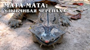 Матамата: Болотная Черепаха | Интересные факты про черепах