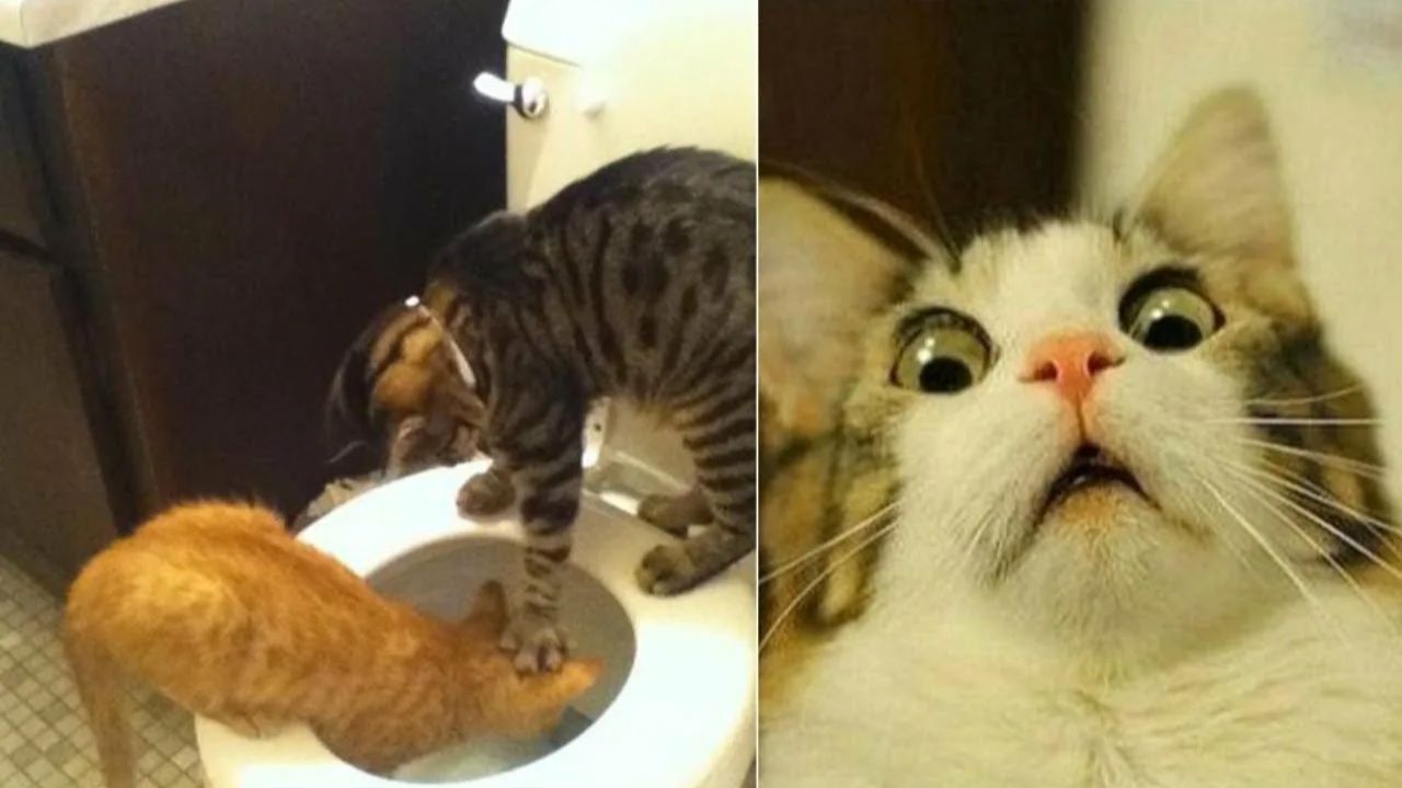 СМЕШНО ДО СЛЕЗ 😹😍 СМЕШНЫЕ КОТЫ, ЛУЧШИЕ ПРИКОЛЫ С КОТАМИ, СОБАКАМИ КОШКИ,СОБАКИ , ЖИВОТНЫЕ 🥰 смотреть онлайн