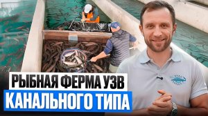 Дешевле, Проще и НАДЕЖНЕЕ Обычной ФЕРМЫ УЗВ? Канальная Ферма ДАТСКОГО ТИПА