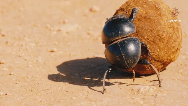 Йолдызлар буенча ориентлашучылар | Гаҗәеп дөнья серләре. Бөҗәкләр дөньясы смотреть онлайн