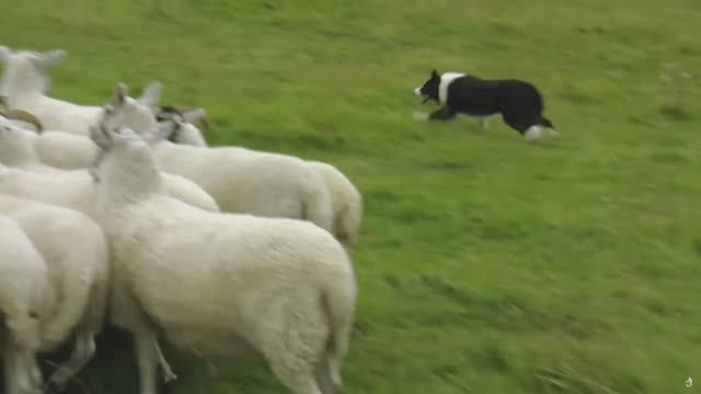 Животные, подобные нам. Язык общения. ПЕРЕВОД. док.фильм смотреть онлайн