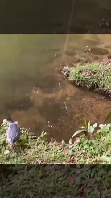 рыбалка без удочки