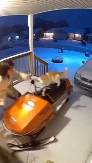 Кот разбушевался, хозяйку приревновал!!. смотреть онлайн