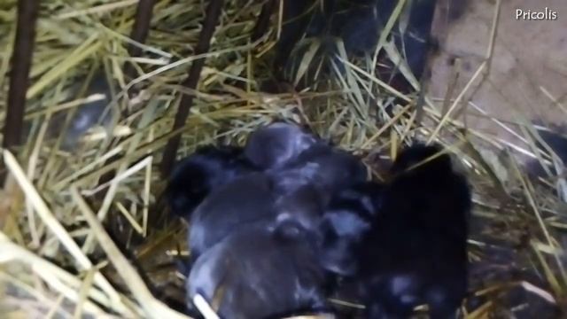 Крольчата 10 дней. Новое потомство кроликов