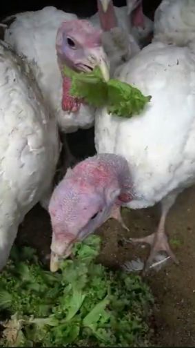 Бройлерных индюков надо выращивать до 5 месяцев смотреть онлайн