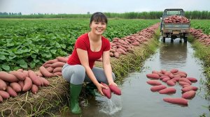 Собираю сладкий картофель и везу его на трицикле на продажу на рынок. Фуонг. Вьетнам