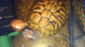 Красноухие черепахи 🐢 🐢 🐢  23 декабря 2025 Умная колонка Маруся рассказывает анекдоты.
