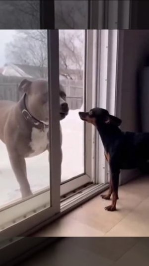 🤣 Кожаный???... Мне пипец!!!... 🤣