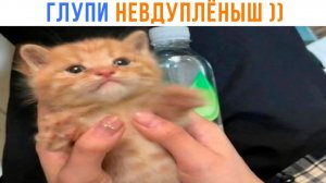 ГЛУПИ НЕВДУПЛЁНЫШ ))) Приколы | Мемозг 1700