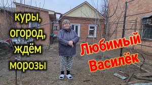 Ейск🌹Где же Олег? Огород и куры. Ждём морозы. Любимый Василёк, новинки👍