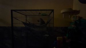 У меня СДАЮТ НЕРВЫ, на дворе почти ночь, но Джульетта наотрез отказывается взять малышку Николь!