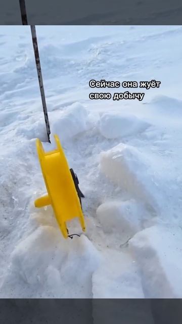 Как работает жерлица при поклёвке хищника? Наглядно. Смотрим!!. смотреть онлайн
