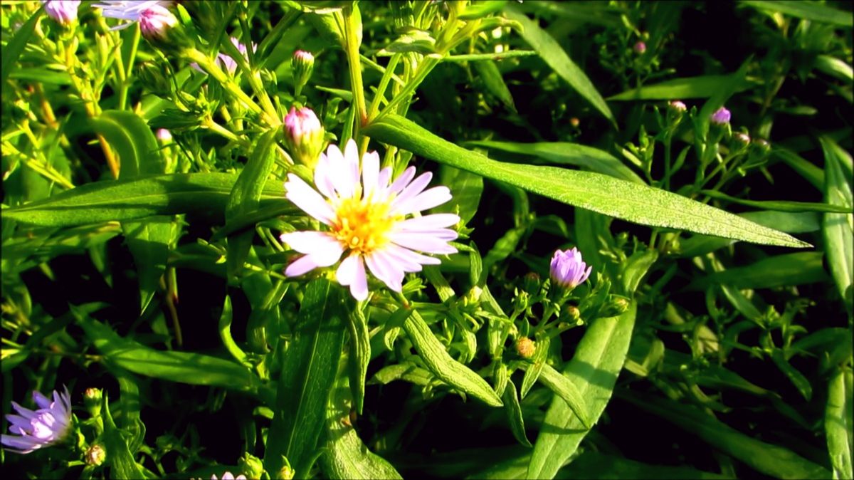 Цветение... Тепло... смотреть онлайн