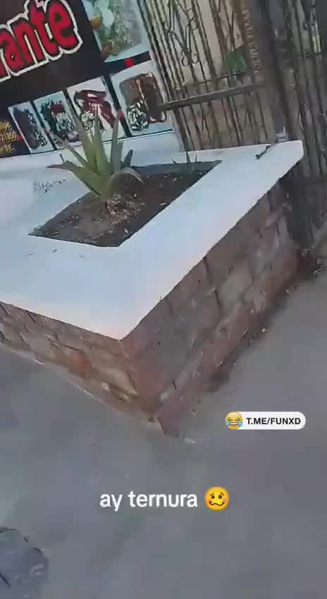 Если бы не забор…😆 смотреть онлайн