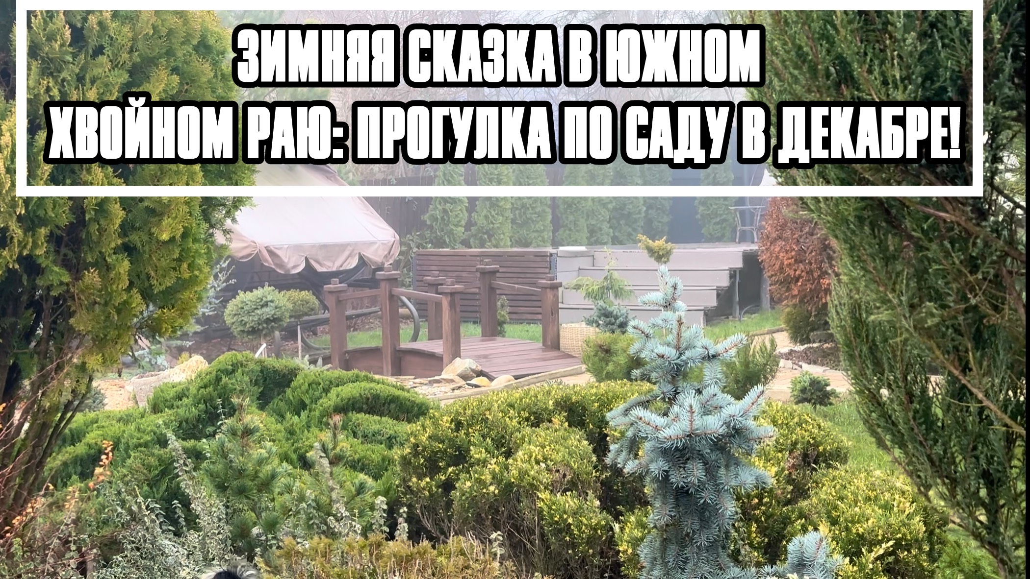 "Зимняя сказка в южном хвойном раю: Прогулка по саду в декабре!" смотреть онлайн