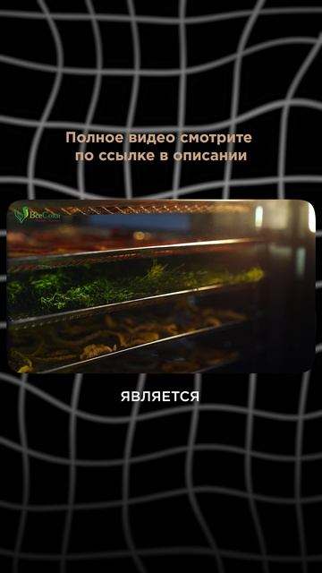 Дегидратор для сушки продуктов #сушилка #сушка #дегидратор #сушкаовощей #сушкафруктов #пастила смотреть онлайн