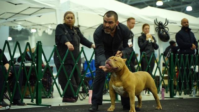 Американский булли Стандарт