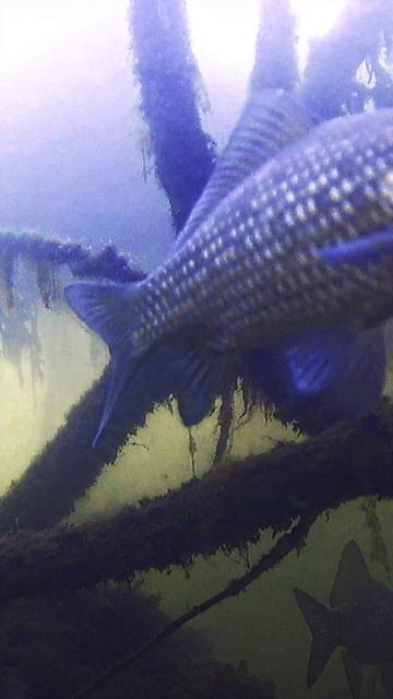 как вам карасик... #зимняярыбалка #подводныесъемки #рыбалка2025 смотреть онлайн