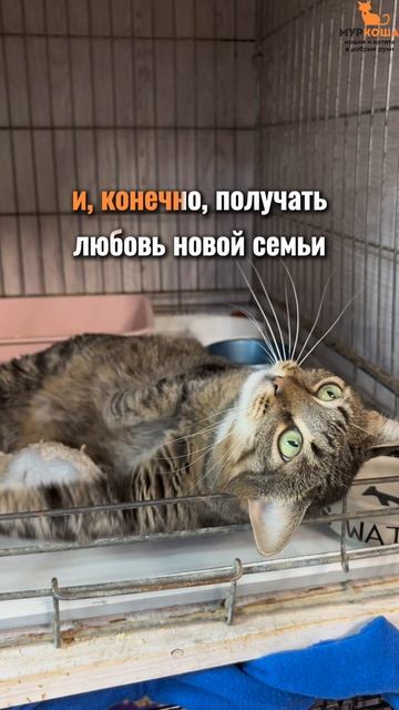 Марлесса ждёт вас в приюте #Муркоша смотреть онлайн