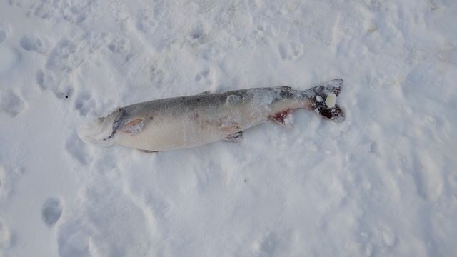 Фартовый Гром. Таймень 10+кг на реке Зея смотреть онлайн