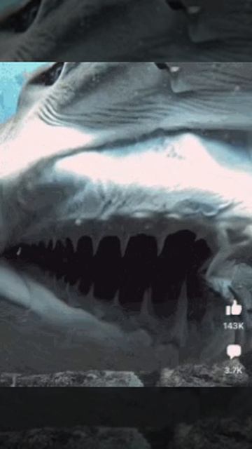 1000035923.mp4 смотреть онлайн