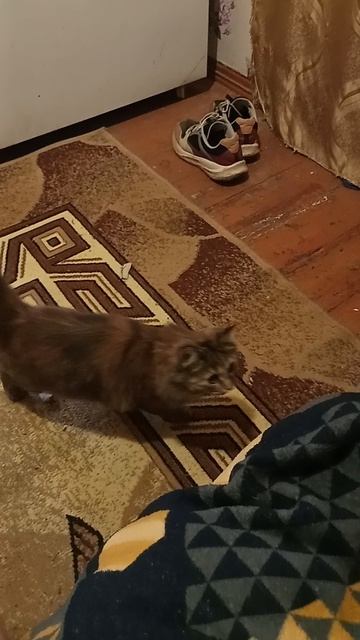 кошка Дуся