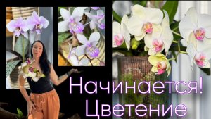 Скромно , но красиво начинается цветение! оговорилась, НЕ Монтрё, а Стелленбош!!! Нарядили ёлку 🎄