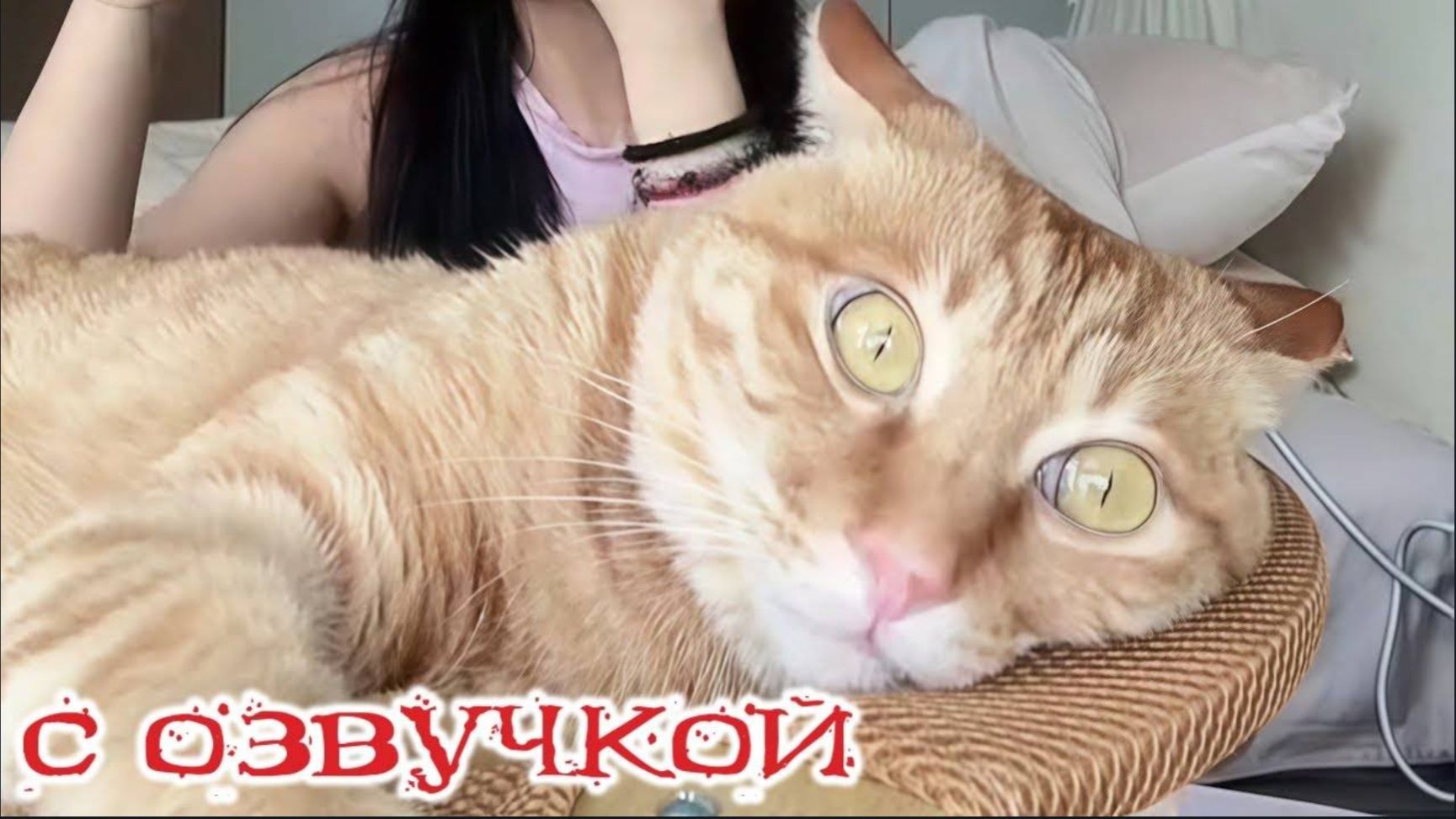 СМЕШНЫЕ КОТЫ и СОБАКИ Смешные - видео-ОЗВУЧКА! СМЕШНОЕ ВИДЕО Наши любимые смешные животные смотреть онлайн