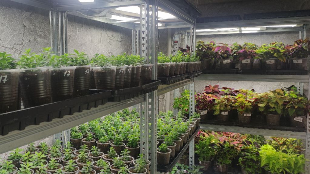 Как выращиваю ЦВЕТОЧНУЮ РАССАДУ в домашних условиях. Обзор стеллажей в конце декабря. смотреть онлайн