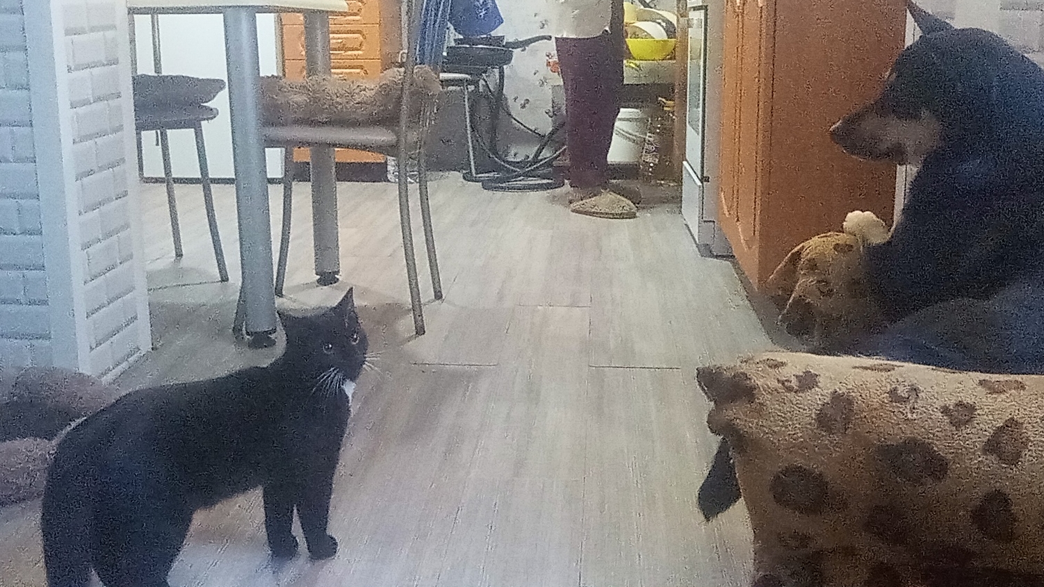 моя кошка Эльза играть с моей собакой плюшкой