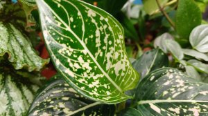 Комнатные растения🌹🌿🌹🌿🌹 Будни цветовода🪴💧🌞