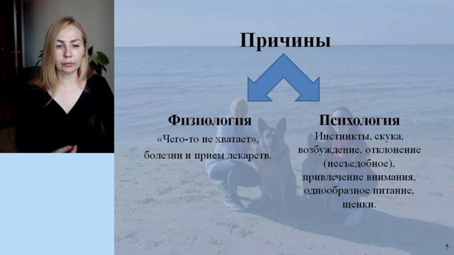 Ознакомительная часть из видео-урока "Хватит подбирать". Если собака все подбирает. смотреть онлайн