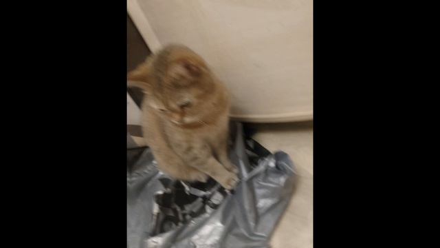 палю киску 😽