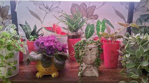 Перестановка в цветочной комнате, обзор растений